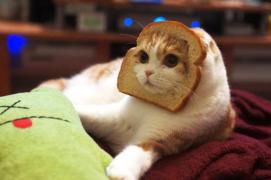 Mâncare virtuală pentru pisici! Metoda inedită prin care sunt premiate!