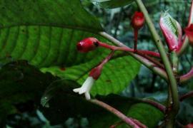 Este pe cale de dispariție! Experții nu vor mai putea să-i determine valoarea pentru ființa umană