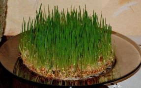 Tradiţii de Sfântul Andrei. Noaptea magică în care fetele îşi văd ursitul în vis, iar grâul e pus la încolţit