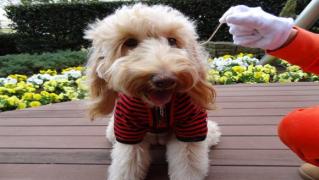 RECORD! El este cățelul cu cele mai lungi gene din lume!