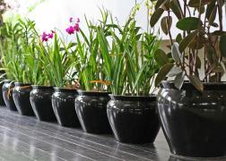 Trebuie să le ai mereu în casă! Plantele care aduc noroc şi absorb energia negativă