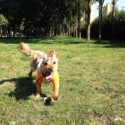 Câine salvat în mod miraculos după ce a fost torturat de stăpân