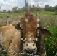 Cum arată boul-unicorn, creatura ”mitică” divinizată de locuitorii unui orășel din Brazilia