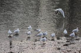 Temperaturi ridicate! PROGNOZA METEO pentru următoarele zile