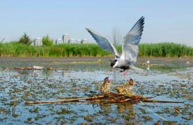 INCENDIU puternic în Delta Văcărești!