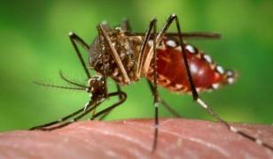 Brazilia, în alertă! Stare de FEBRĂ DENGUE în sute de oraşe