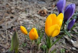 Prognoză meteo! Vreme în răcire și precipitații slabe cantitativ