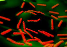 O bacterie LETALĂ a scăpat de sub control!