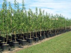 630 de arbori, plantaţi în Capitală în cadrul unei campanii lansate de Universitatea Bucureşti