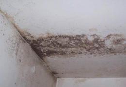 Ingredientul MINUNE care înlătură MUCEGAIUL!