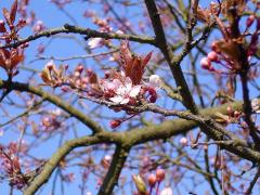 Prognoza METEO pentru zilele următoare! Temperaturi în creştere