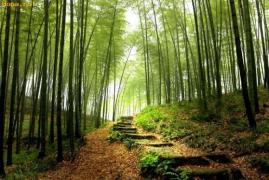 Noi TAXE de mediu! Proprietarii de păduri, obligaţi să dea bani statului