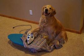 Câinele - MINUNE. Acesta este PATRUPEDUL pe care și-l doresc TOATE FEMEILE DIN LUME!