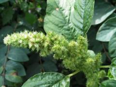 Minunea din GRĂDINĂ! Proprietăţile MIRACULOASE ale ŞTIRULUI