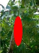 Minune sau VRAJĂ?! Copacul care face FLORI în formă de FEMEIE