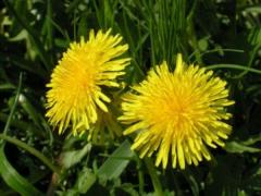 Cura de SLĂBIRE care face minuni! Cum să dai jos kilograme cu PĂPĂDIE