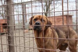 Dosarul copilul ucis de maidanezi: Proprietarul terenului, condamnat la 3 ani închisoare cu suspendare