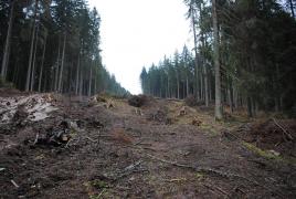 "Defrişările sunt crimă". Proteste în marile oraşe din ţară