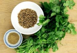 CORIANDRUL, leacul din grădină. Beneficiile asupra organismului