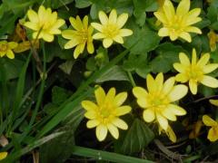 Aur pentru sănătate! Câte boli poate trata cu succes ROSTOPASCA