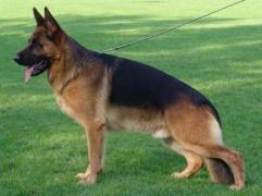 Bucureşti: Peste 80 de câini din rasa ciobănesc german, competitori într-o expoziție canină