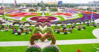 Galerie foto de senzaţie! RAIUL FLORILOR, în mijlocul DEŞERTULUI