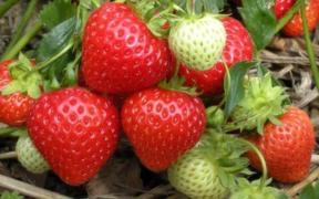 Puțini știu! De ce nu sunt recomandate CĂPȘUNILE copiilor