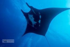 Descoperire UIMITOARE! Doi fotografi români au găsit o nouă specie de DIAVOL DE MARE