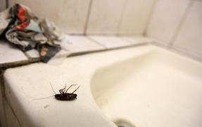 Observator 19. Spitalele bucureștene, bombe biologice!