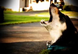 Amenzi pentru stăpânii ai căror câini latră noaptea, într-o localitate din Italia