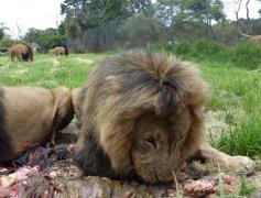 Scandal internațional provocat de uciderea de către un dentist american a celui mai faimos leu din Zimbabwe