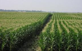 ANM: Deficitul de apă din sol se va menține în regiunile agricole din est, sud-est, sud și vest