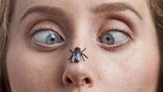 Scapă de ele vara asta! O LEGUMĂ le vine muștelor de hac!