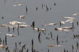 Sute de pești morți în Deltă din cauza caniculei