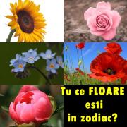 Testul ZILEI DE NAŞTERE! Află ce semn eşti în ZODIACUL FLORAL şi ce spune acesta despre tine