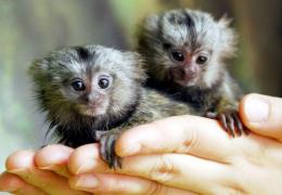 ADORABIL! Aceasta este cea mai mică maimuţă din lume