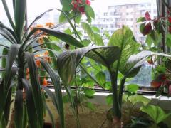 Scapă de grija FLORILOR din APARTAMENT când pleci în vacanță