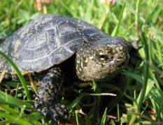 Ce efecte are încălzirea globală asupra broaștelor țestoase