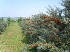 Incredibil. O plantă care crește NUMAI ÎN ROMÂNIA tratează BOLI GRAVE!