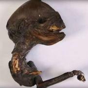 Descoperire INCREDIBILĂ! E cel mai mic animal din istorie!