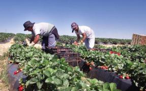 Reţea mafiotă care exploata muncitori agricoli de origine română în Spania, anihilată de poliţie