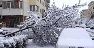 ISU București: 500 de copaci și stâlpi de electricitate căzuți