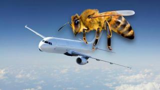 Un RĂZBOI de neimaginat! O ALBINĂ versus un AVION! Compania aeriană a fost nevoită să amâne ORE întregi decolarea!