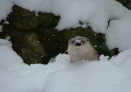 LUMEA SECRETĂ „de sub” ZĂPADĂ. Imagini de poveste