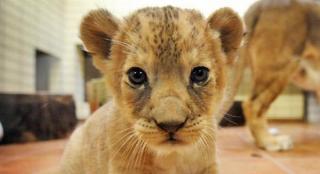 POVESTEA ROMÂNULUI care crește un PUI de LEU refuzat de mamă în BIROUL SĂU