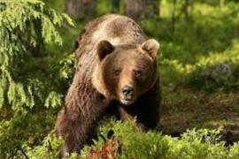 INCIDENT ŞOCANT la Braşov: Un turist american a fost ATACAT de un urs chiar în oraş. Tânărul are o plagă muşcată