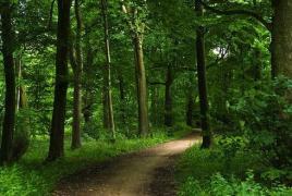 Moarte suspectă: Un pădurar a fost găsit mort lângă un depozit de lemne, cu o plagă înjunghiată în abdomen