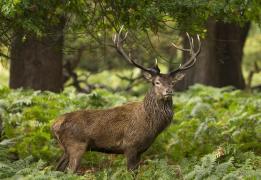 Cerb mutilat de câinii comunitari, la Braşov. Animalul s-a refugiat într-o curte, dar a trebuit să fie sacrificat, din cauza rănilor
