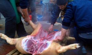 (VIDEO) Atenție la Trichinella! Apelul autorităţilor către români pentru testarea cărnii de porc înainte de consum