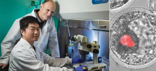 REUŞITĂ EPOCALĂ! Oamenii de ştiinţă pot opri procesul de îmbătrânire! ELIXIRUL TINEREŢII, testat deja pe celule umane (VIDEO)